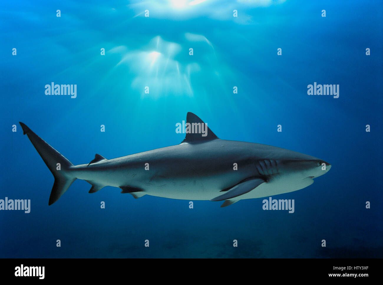 Karibischen Riffhai (Carcharhinus Perezi), Bahamas - Karibik. Bild digital manipuliert. Stockfoto