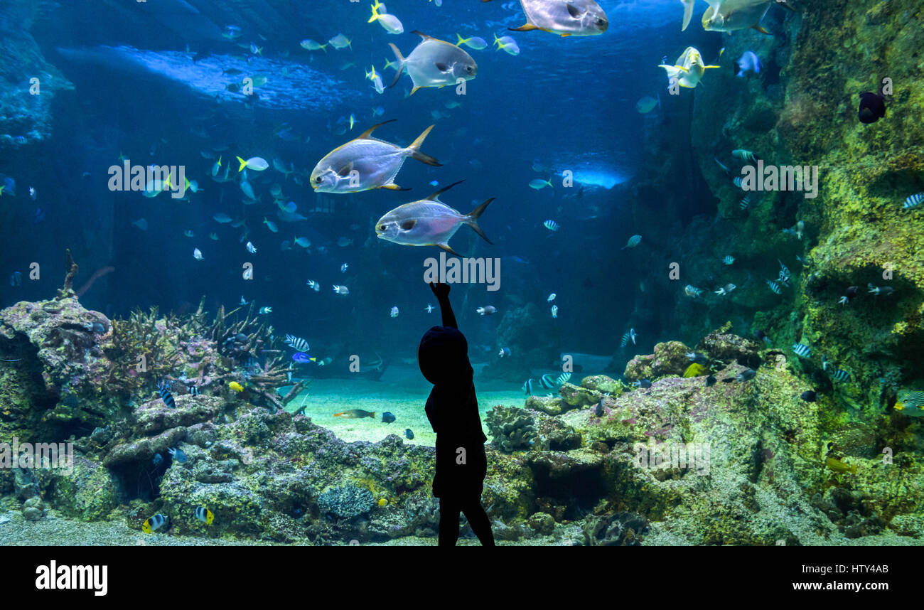 Glückliches Kind beobachten Fische schwimmen in ein großes aquarium Stockfoto