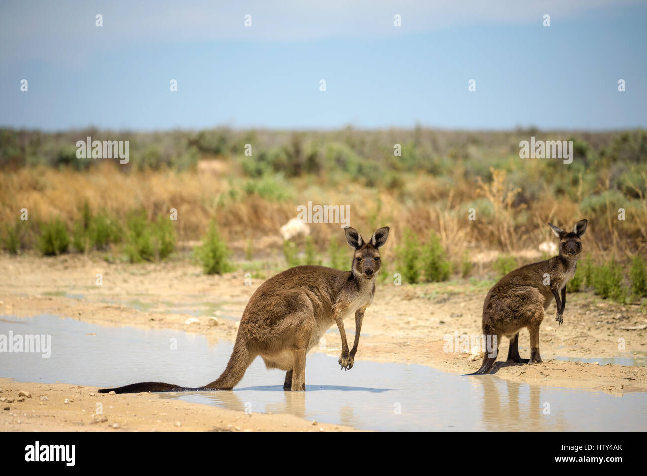 Zwei Kängurus abkühlen in einem Teich bei ungewöhnlich warmen Wetter im Mungo National Park, Australien Stockfoto