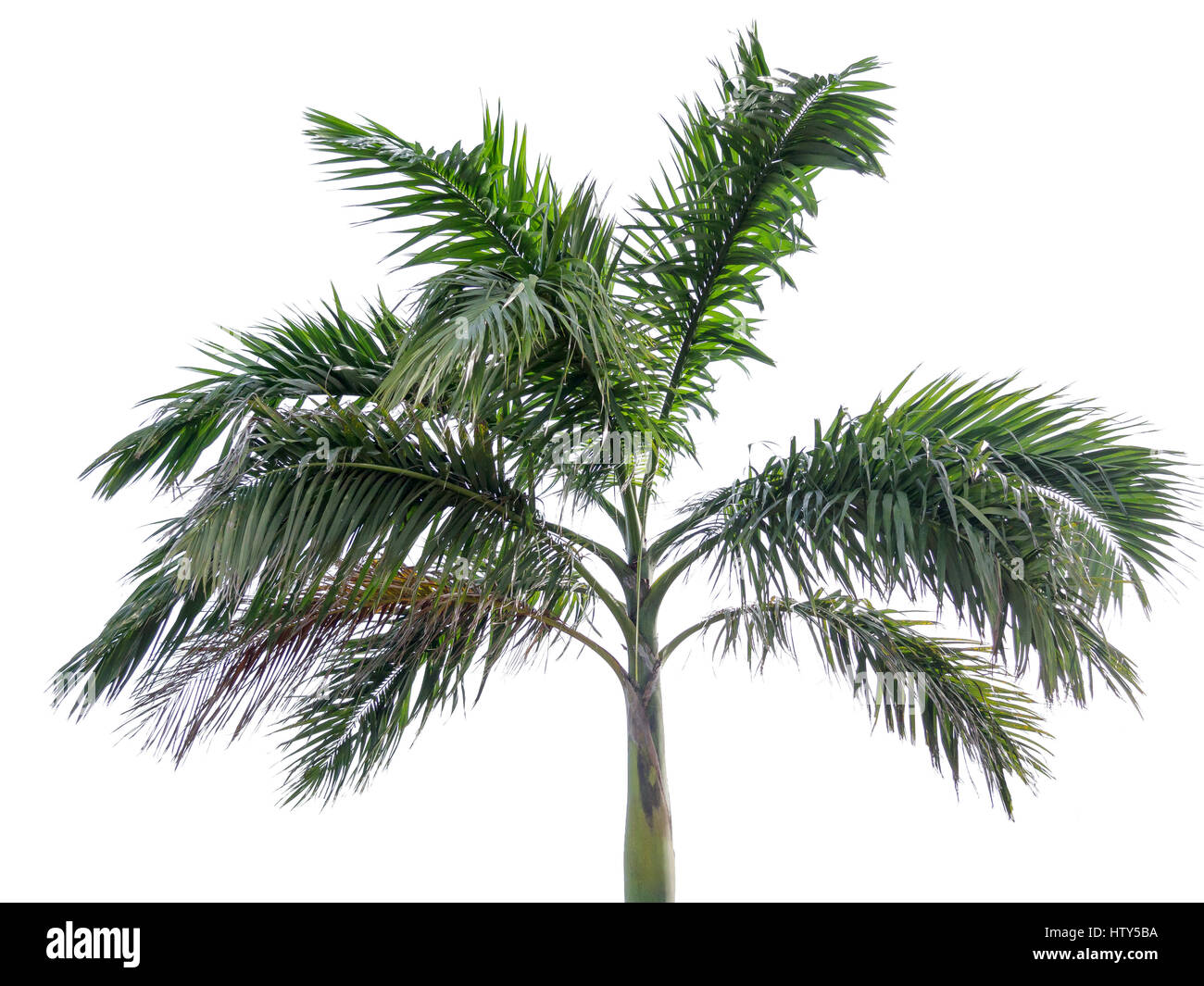 Palme, isoliert auf weißem Hintergrund Stockfoto