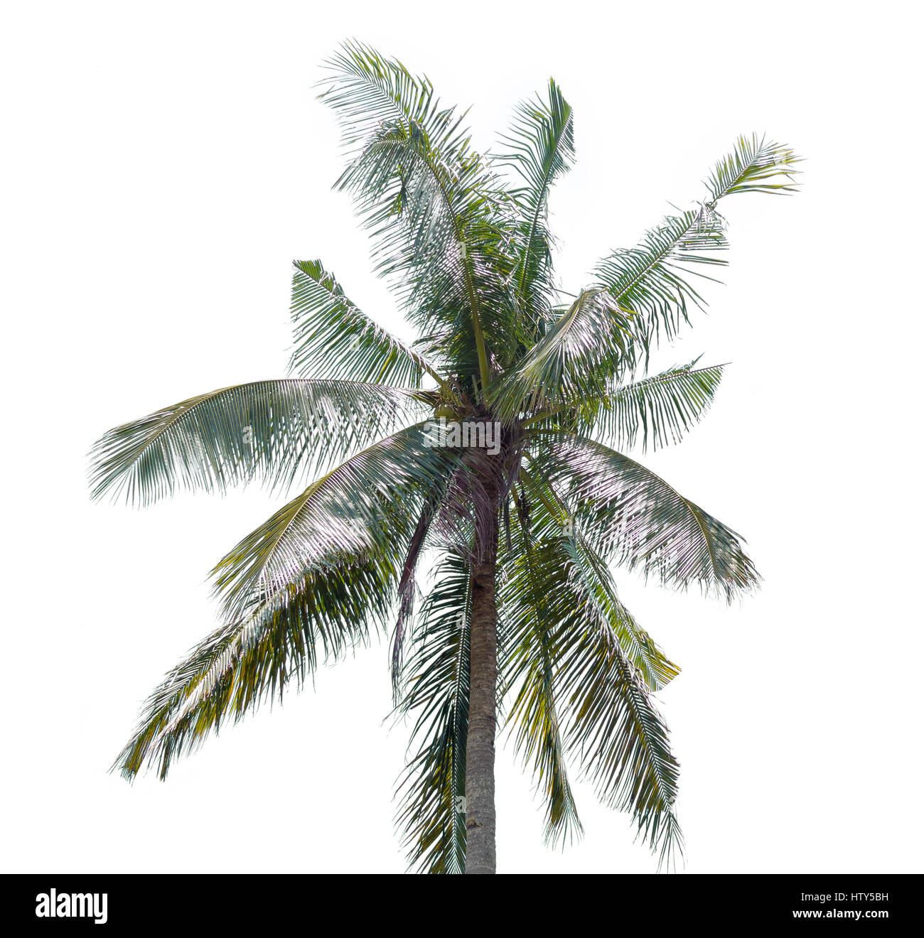 Palme, isoliert auf weißem Hintergrund Stockfoto