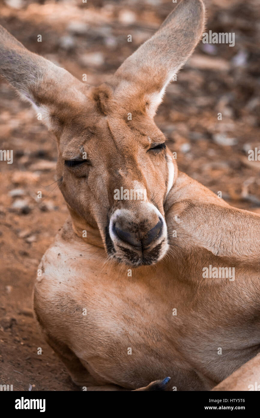 Red Kangaroo Stockfoto