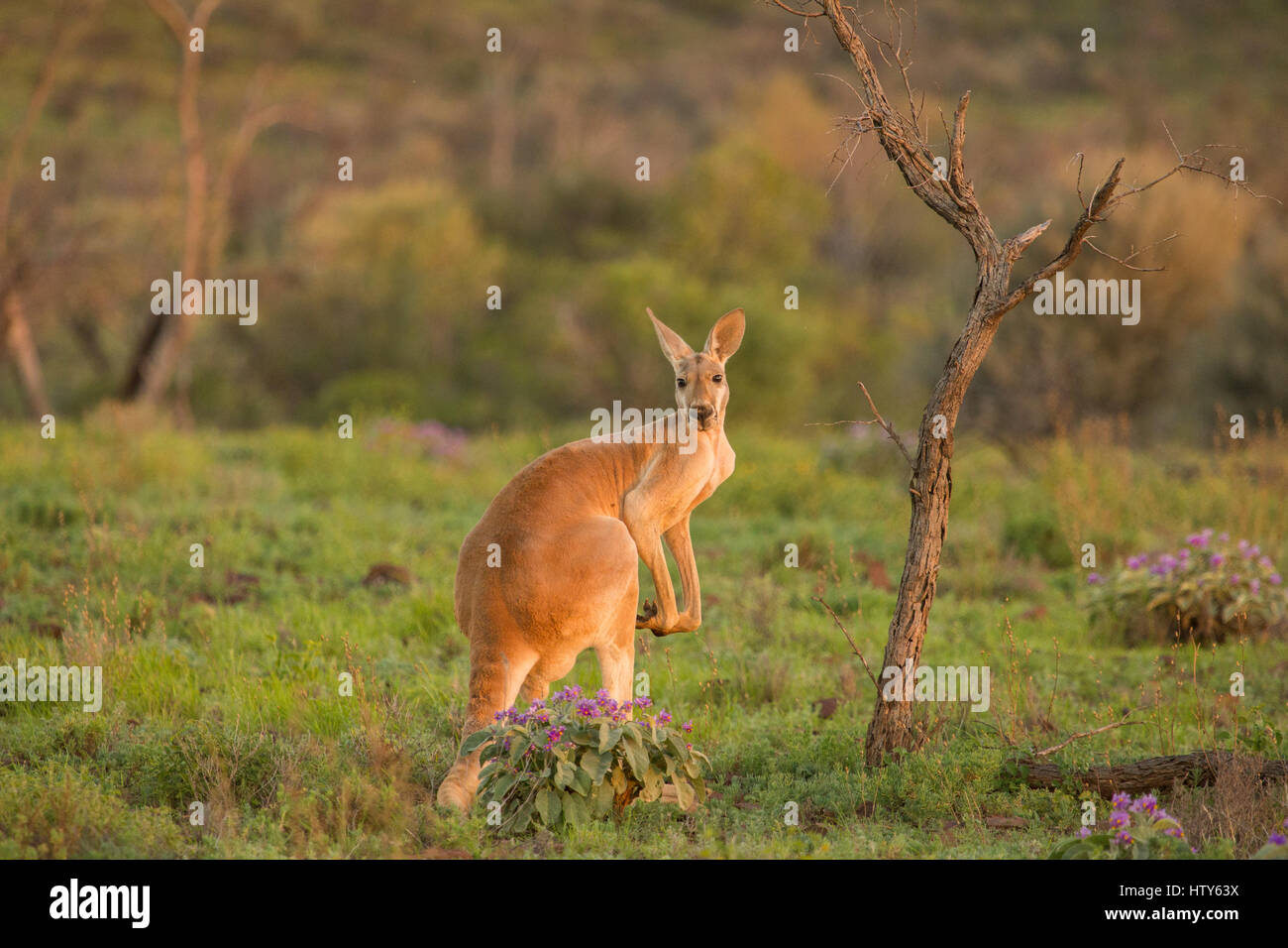 Red Kangaroo Stockfoto
