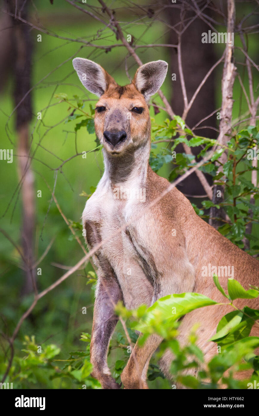 Red Kangaroo Stockfoto