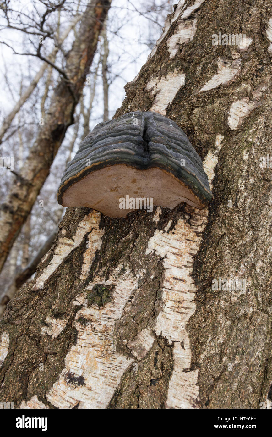 HUF-Pilz (Zündstoff Fomentarius) wächst auf Birke Stamm in Suffolk Stockfoto