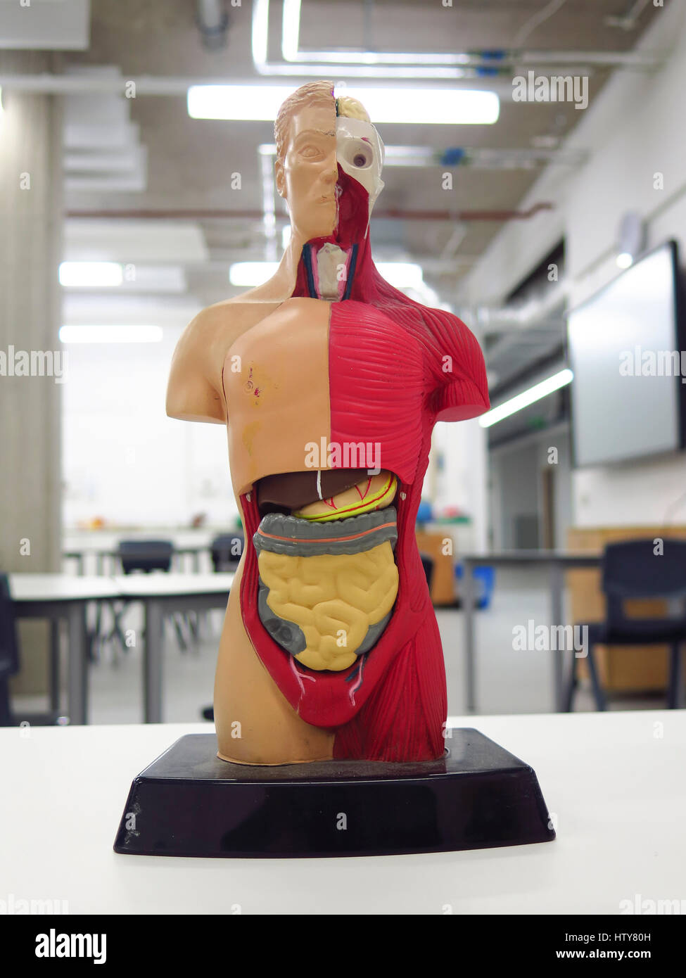 Kleines anatomisches Modell Figur Stockfoto