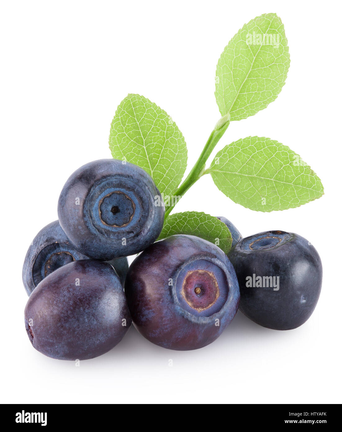 Heidelbeeren isoliert auf einem weißen Hintergrund. Stockfoto