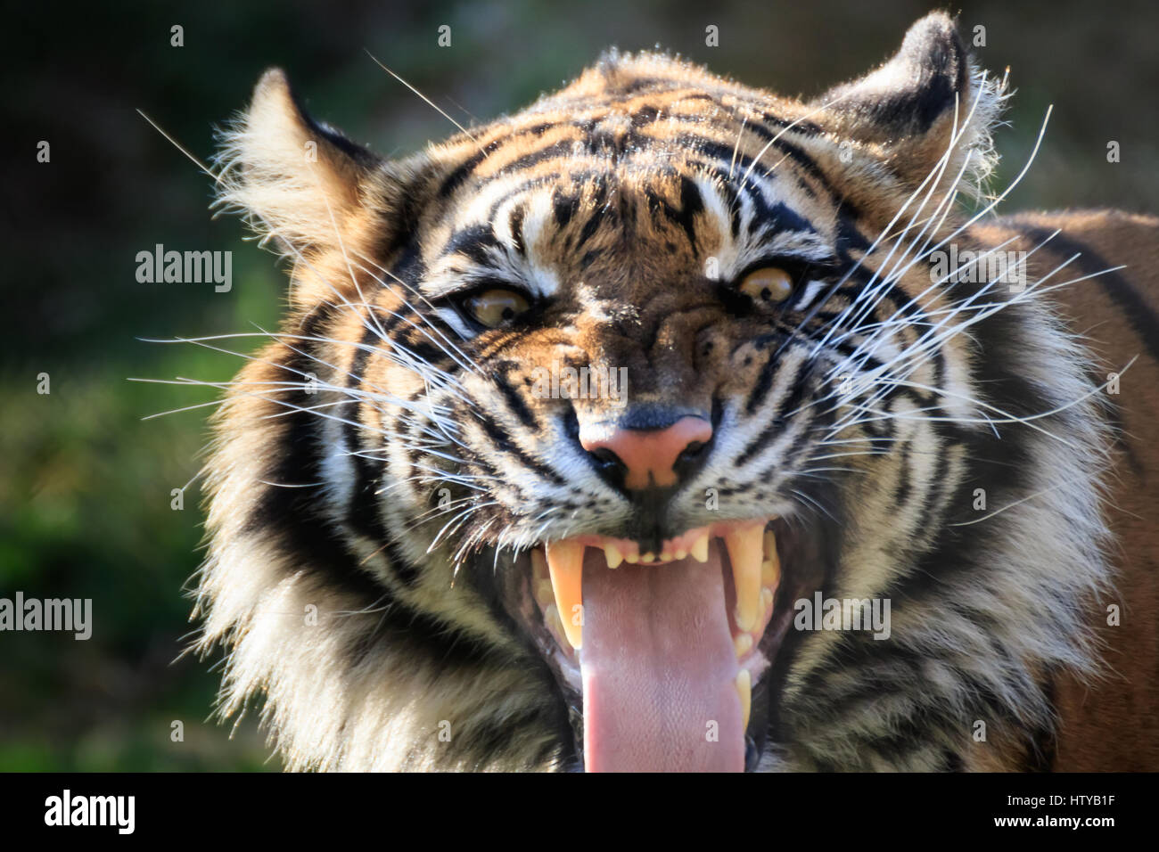 Ein Eingriff in die "Luft-Beduftung" Sumatra-Tiger. Der Tiger hat Duftdrüsen im Maul und riecht die Luft auf diese Weise. Stockfoto