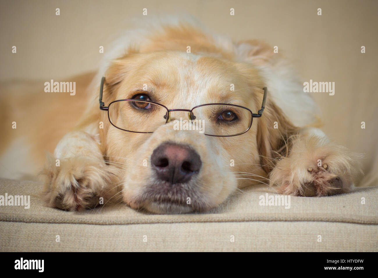 Border Collie Lab Mix Hund trägt Brille Stockfoto