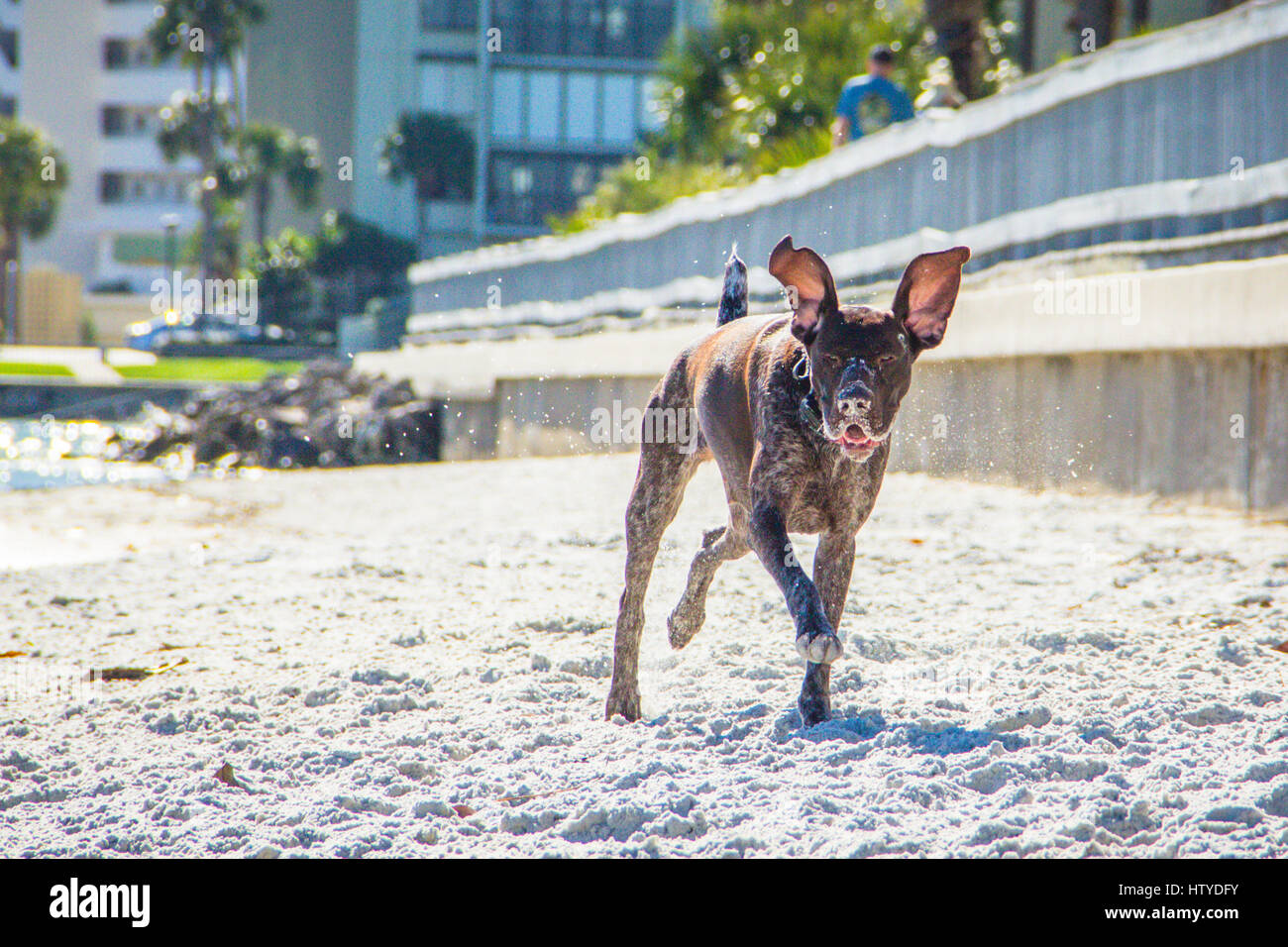 Deutsch kurzhaarige Pointer Hund läuft am Strand, Treasure Island, Florida, USA Stockfoto