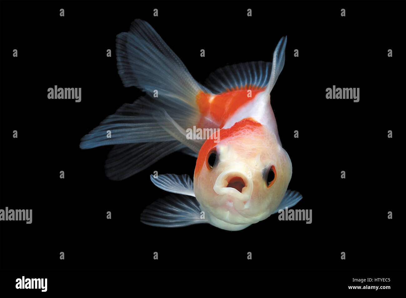 Goldfische im Aquarium Stockfoto