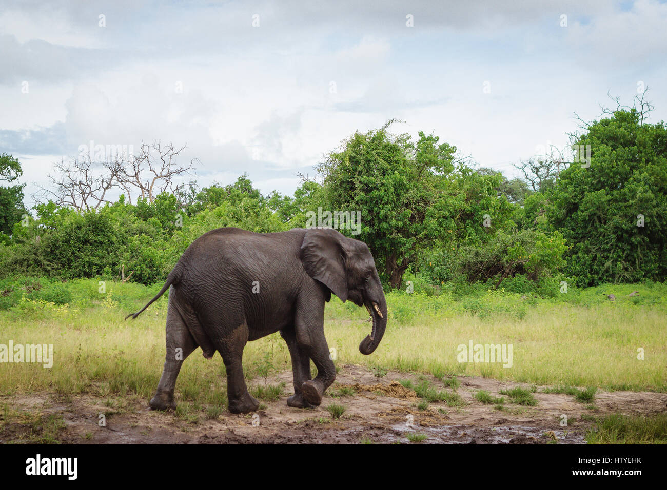 Elefanten zu Fuß durch Chobe Fluss, Botswana Stockfoto