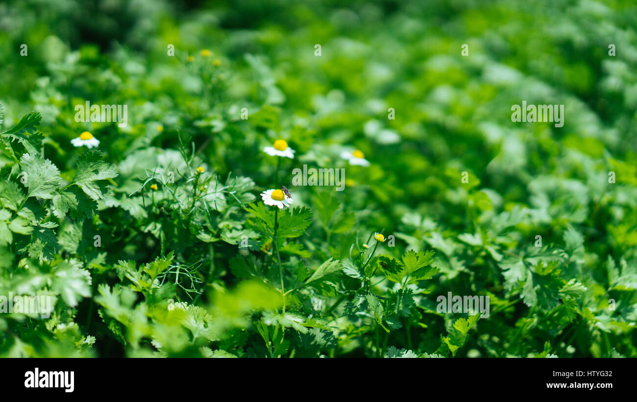 -Fotos zentren Alamy hoher Auflösung – weiße gelben mit in Kleine blüten und -Bildmaterial