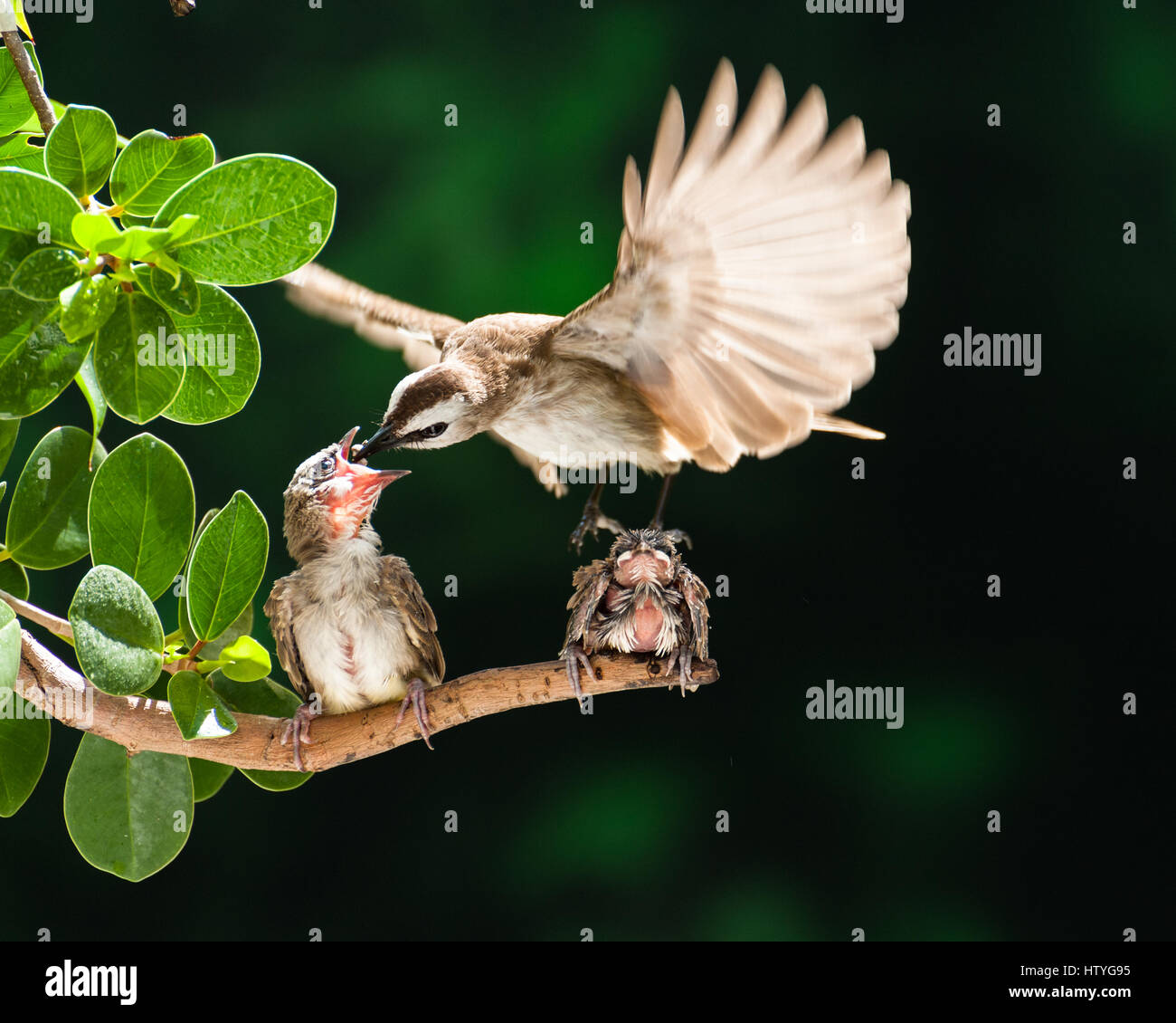 Gelb-entlüftet Bulbul Vogel Fütterung Küken, Parit Buntar Perak, Malaysia Stockfoto