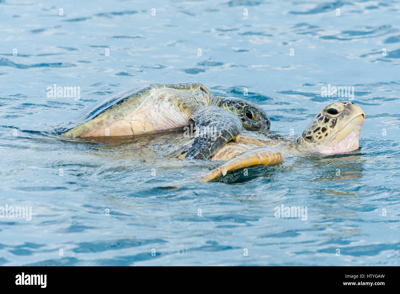 Grüne Meeresschildkröten (Chelonia Mydas) Paarung im Ozean, Semporna, Sabah, Malaysia Stockfoto