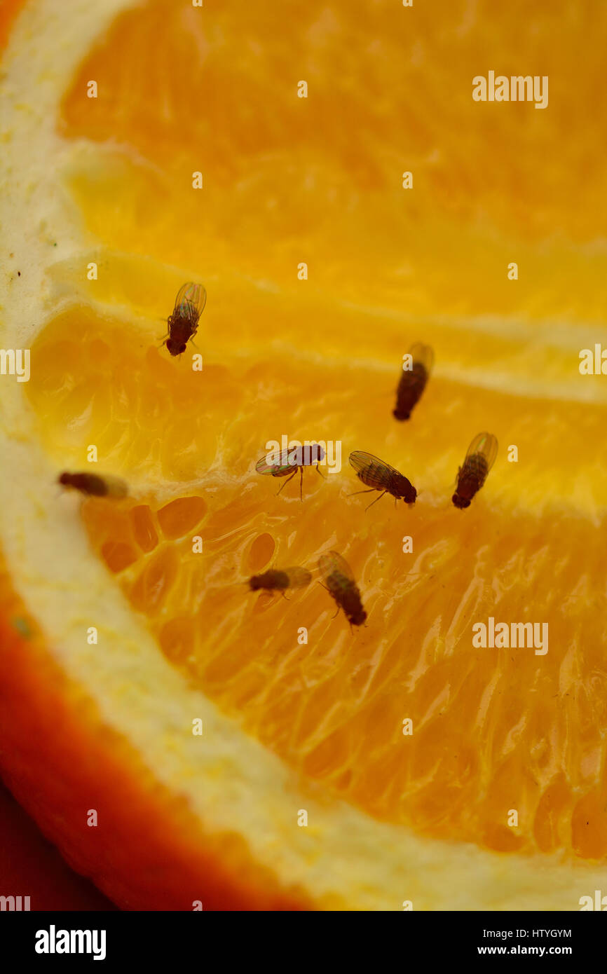 Fruchtfliegen ernähren sich von einem in Scheiben geschnittenen orange Stockfoto