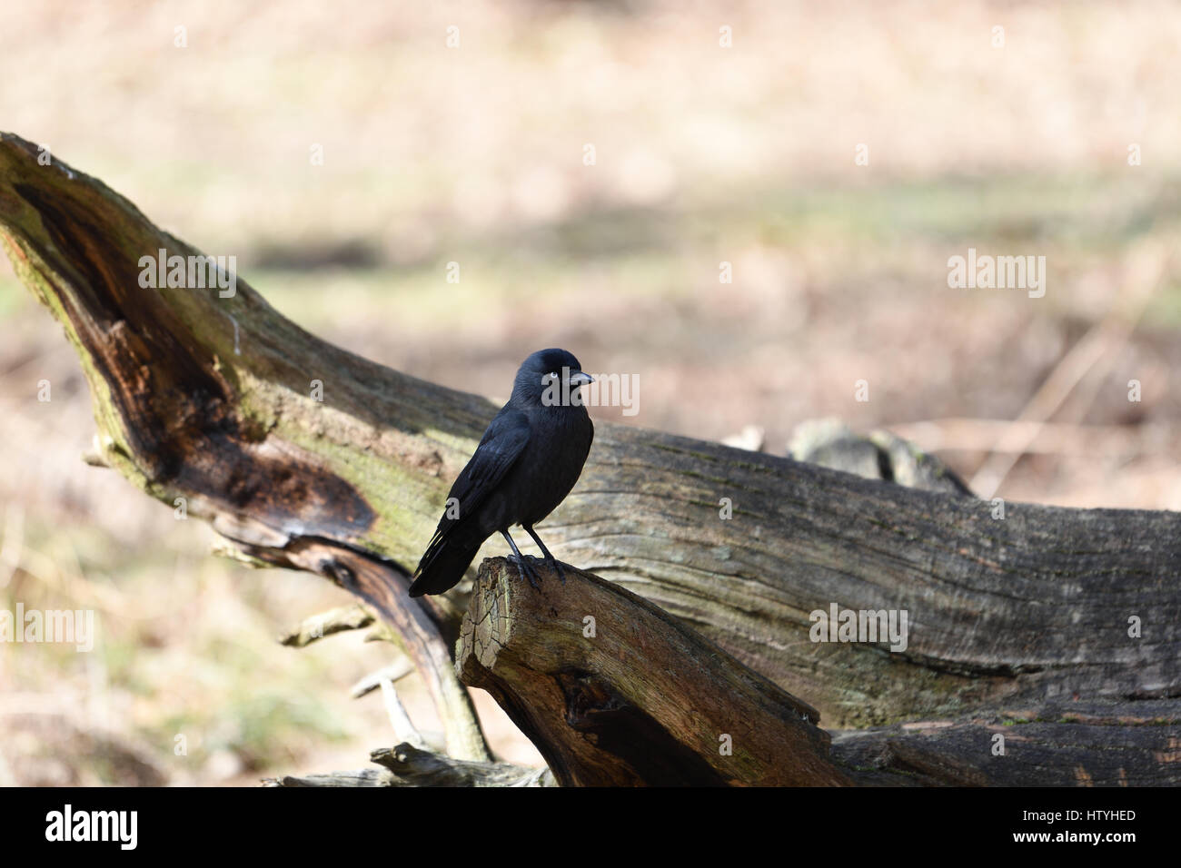 Dohle auf einem gefallenen Baumstamm stehend Stockfoto