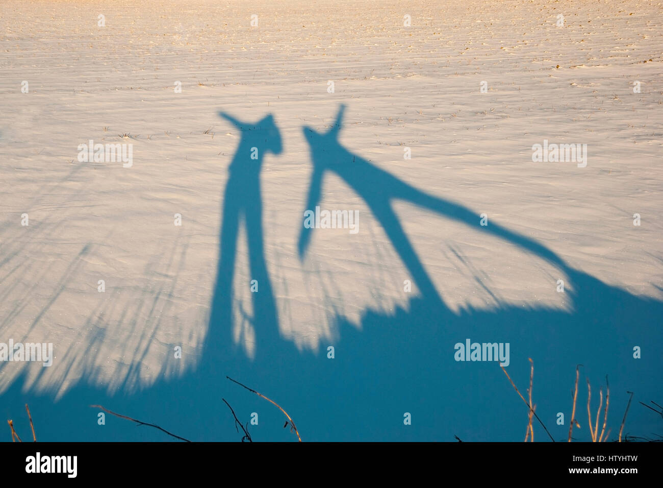 Schatten der zwei aktive Menschen im Schnee Stockfoto