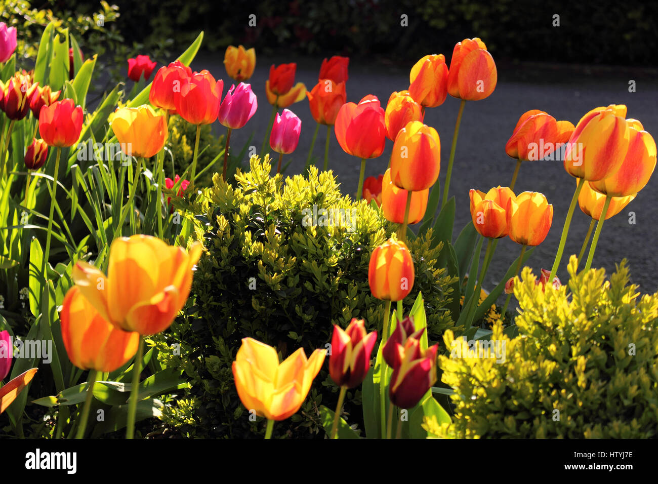 Tulpen Blumen blühen im Garten Stockfoto