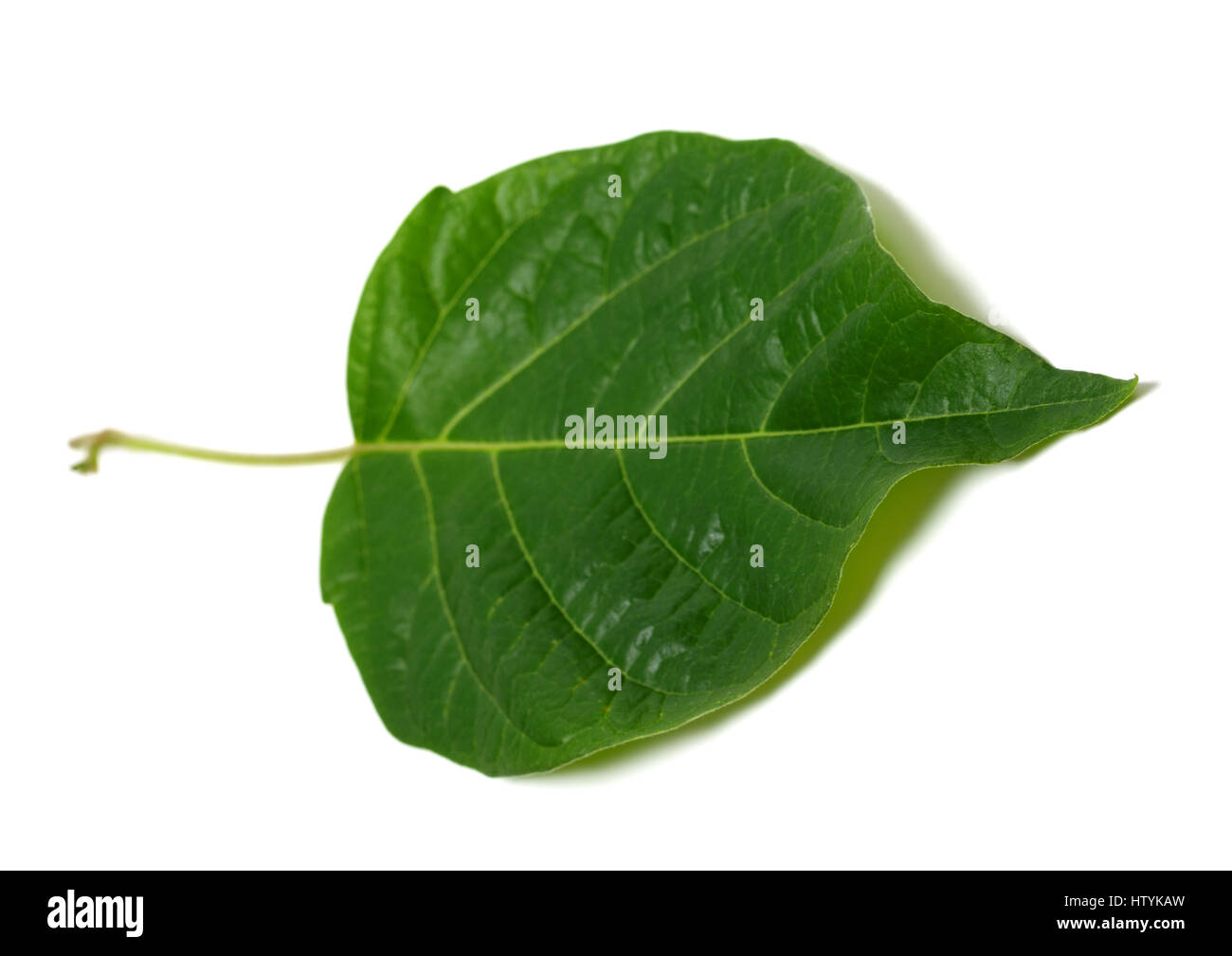 Frühling Blatt isoliert auf weißem Hintergrund. Selektiven Fokus. Stockfoto