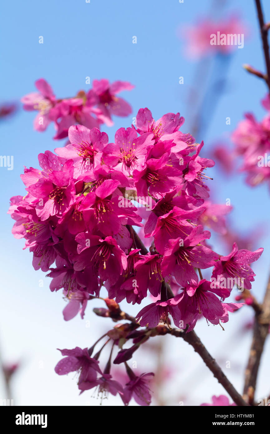Einzelfeder rosa Blüten des Baumes blühende Kirschbäume, Prunus "Collingwood Ingram" Stockfoto