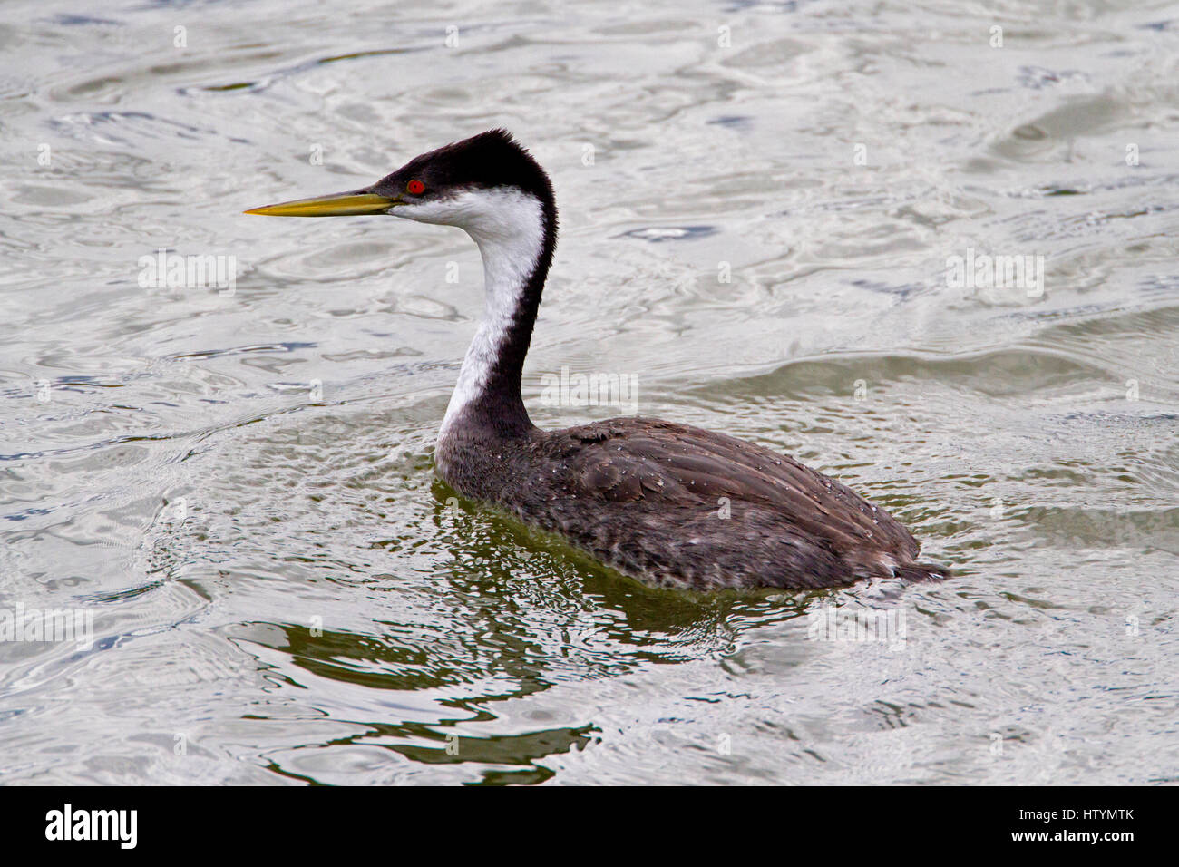 Western Grebe (Aechmophorus Occidentalis) am Shuswap Lake unter Salmon Arm Wharf, BC, Kanada Stockfoto