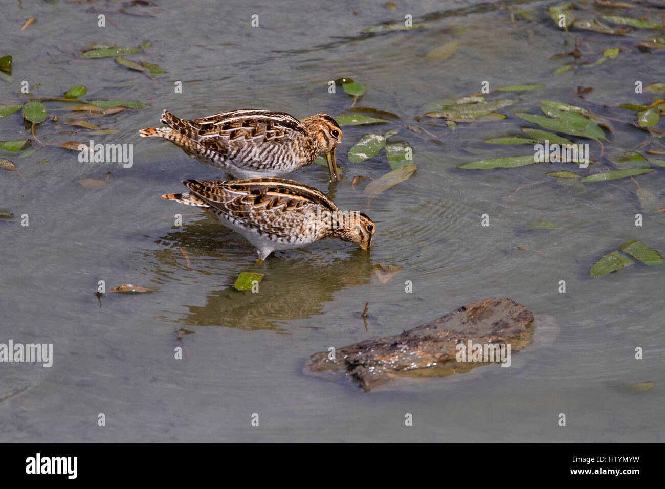 Wilson's Snipe (Gallinago Delicata) Fütterung im flachen Wasser im Wattenmeer am Shuswap Lake unter Salmon Arm Wharf, BC, Kanada. Stockfoto