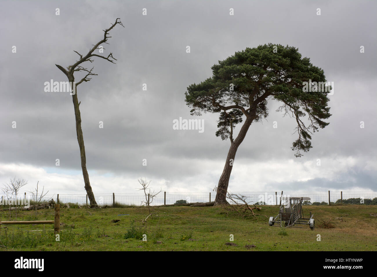 Zwei Bäume, ein toter, eine lebendig. Stockfoto
