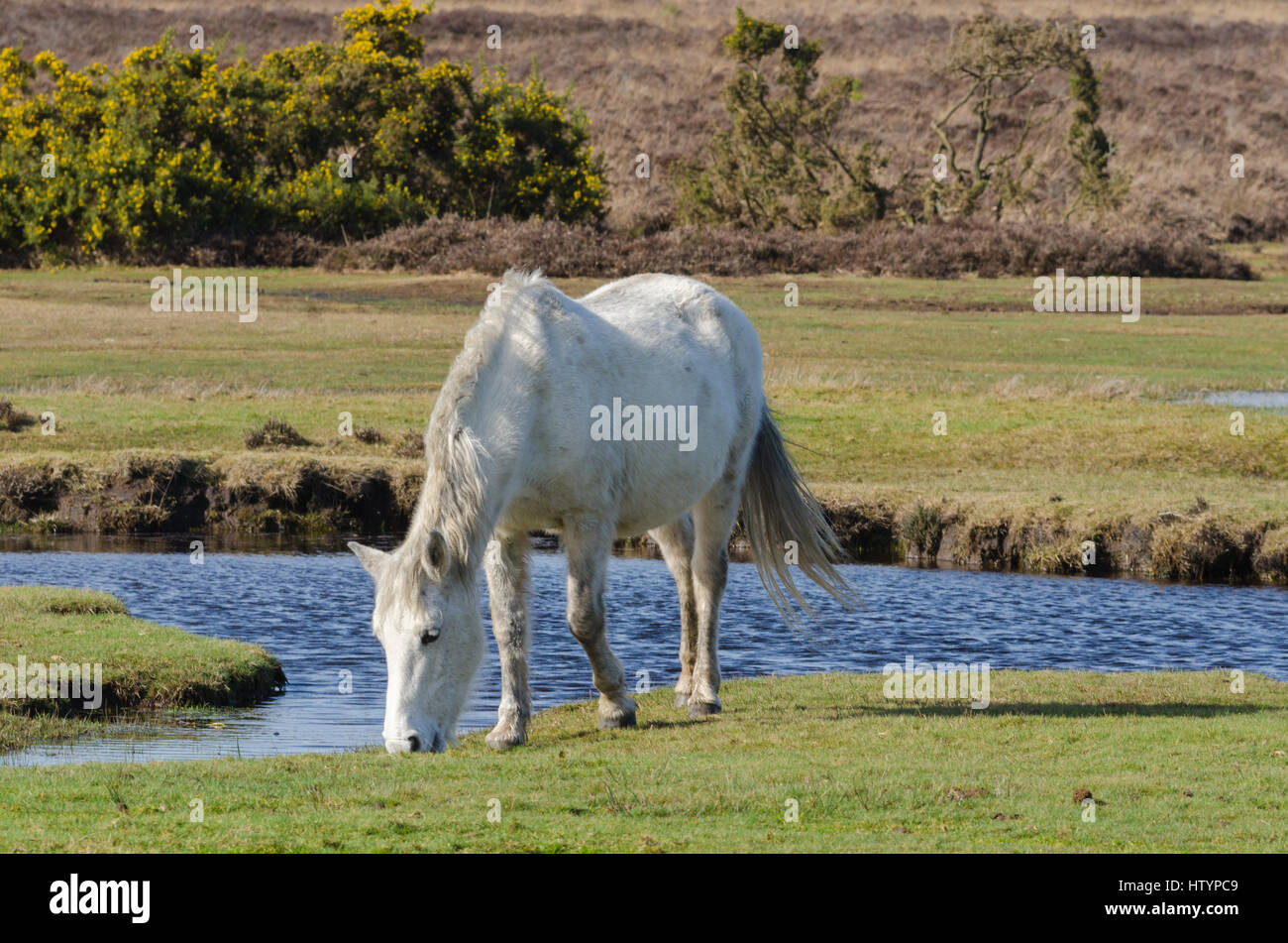 In der Nähe von Burbush, im Nationalpark New Forest Ponys Stockfoto