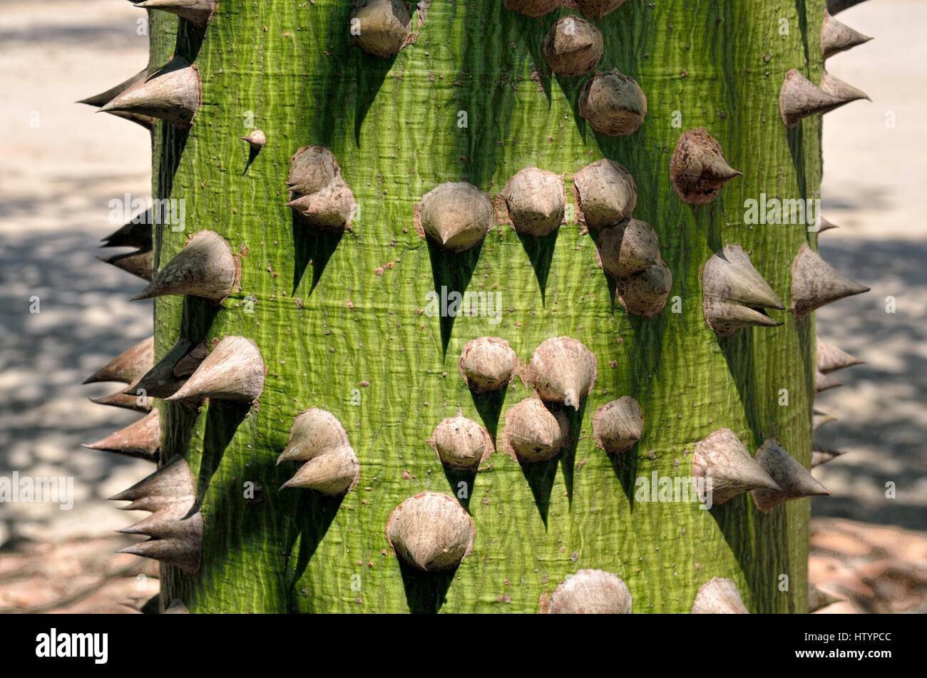 Kapok-Baum, auch Seide – Cotton Tree, GГ¶tterbaum (Ceiba Pentandra), Stacheln und Rinde eines jungen Baums, Stamm detail Plantacion Tikul Stockfoto