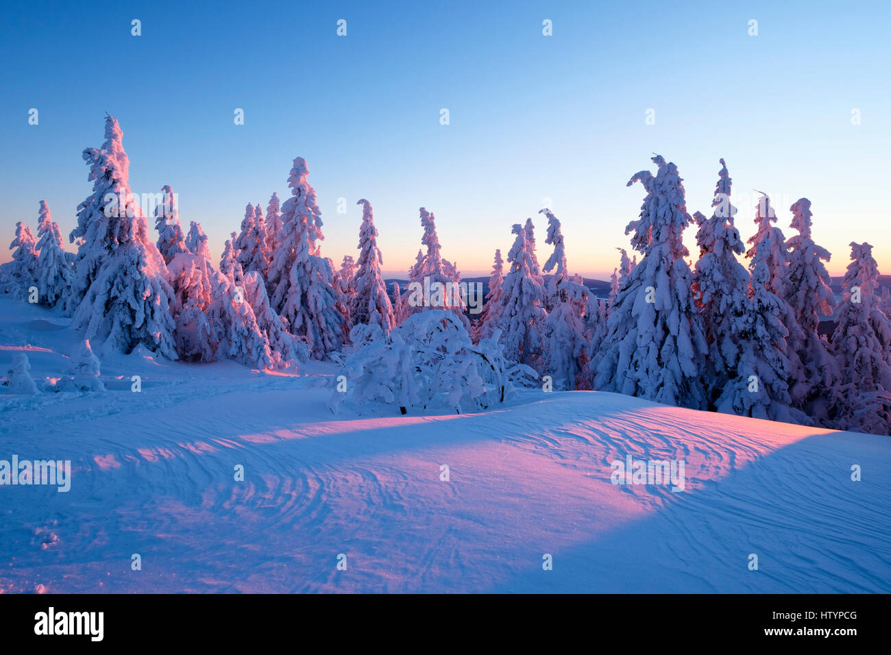 Sonnenuntergang, Arbermandl, schneebedeckten Fichten, Arber, natürliche Erhaltung Bayerischer Wald, untere Bayern, Bayern, Deutschland Stockfoto