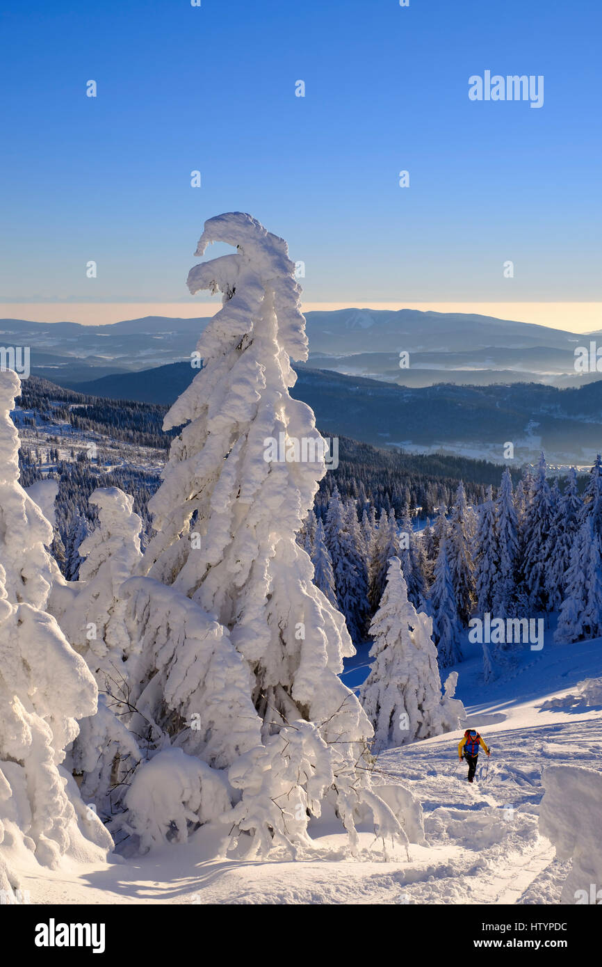 Skitourengeher am Arbermandl, schneebedeckten Fichten, Arber, natürliche Erhaltung Bayerischer Wald, untere Bayern, Bayern, Deutschland Stockfoto