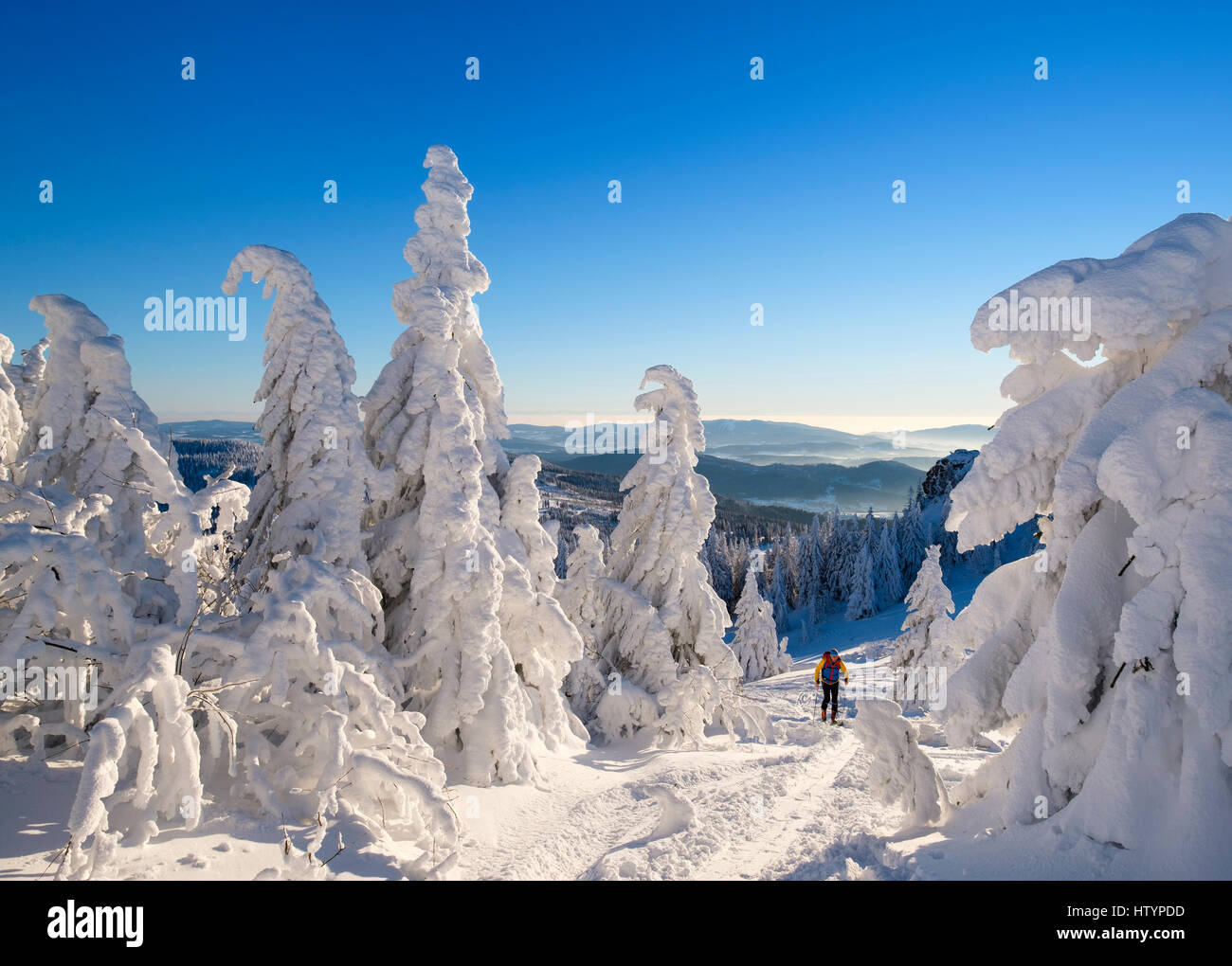 Skitourengeher am Arbermandl, schneebedeckten Fichten, Arber, natürliche Erhaltung Bayerischer Wald, untere Bayern, Bayern, Deutschland Stockfoto