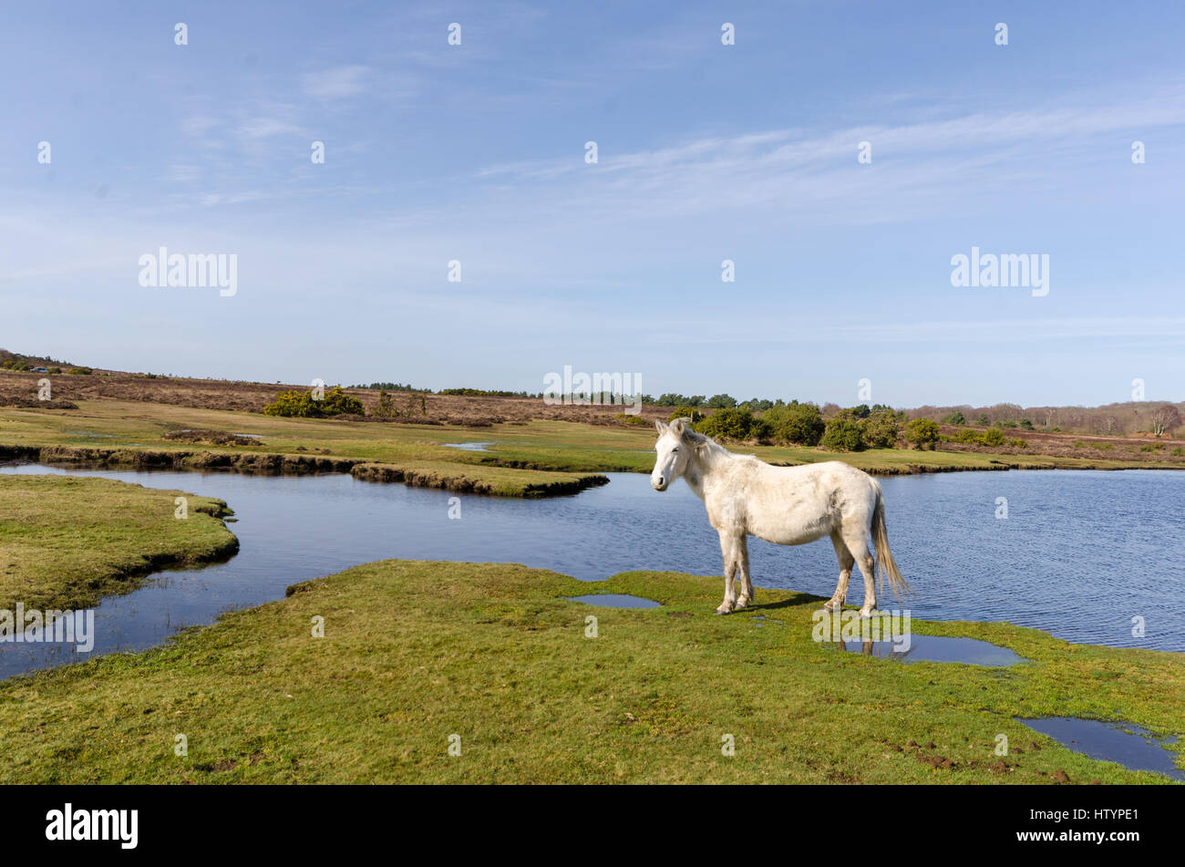 In der Nähe von Burbush, im Nationalpark New Forest Ponys Stockfoto