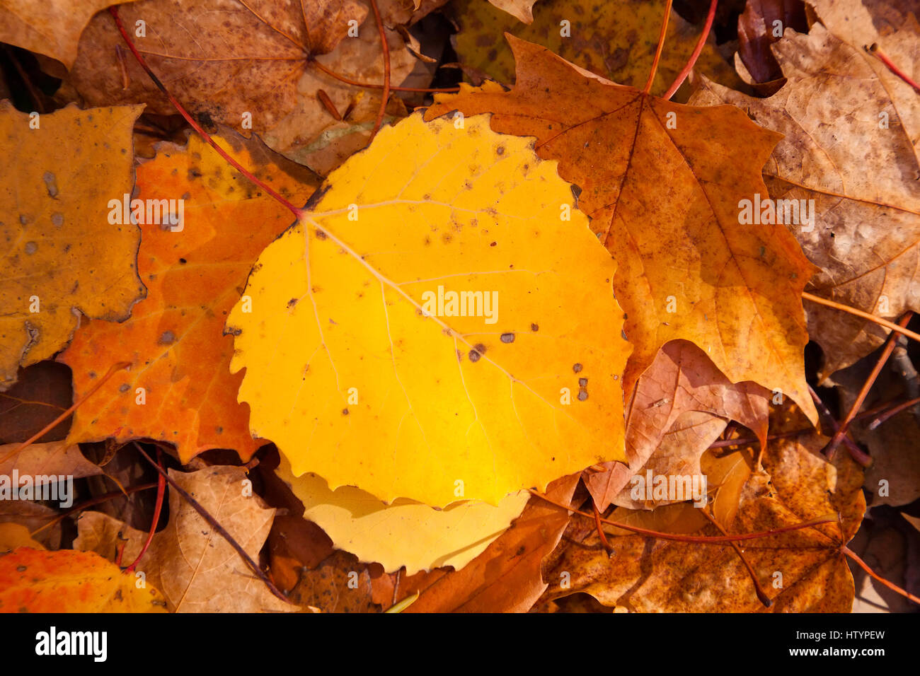 Eine gelbe großer Zahn Espenlaub (Populus Grandidentata) die Verlegung auf dem Boden auf der anderen verlässt. Muskoka, Ontario, Kanada. Stockfoto