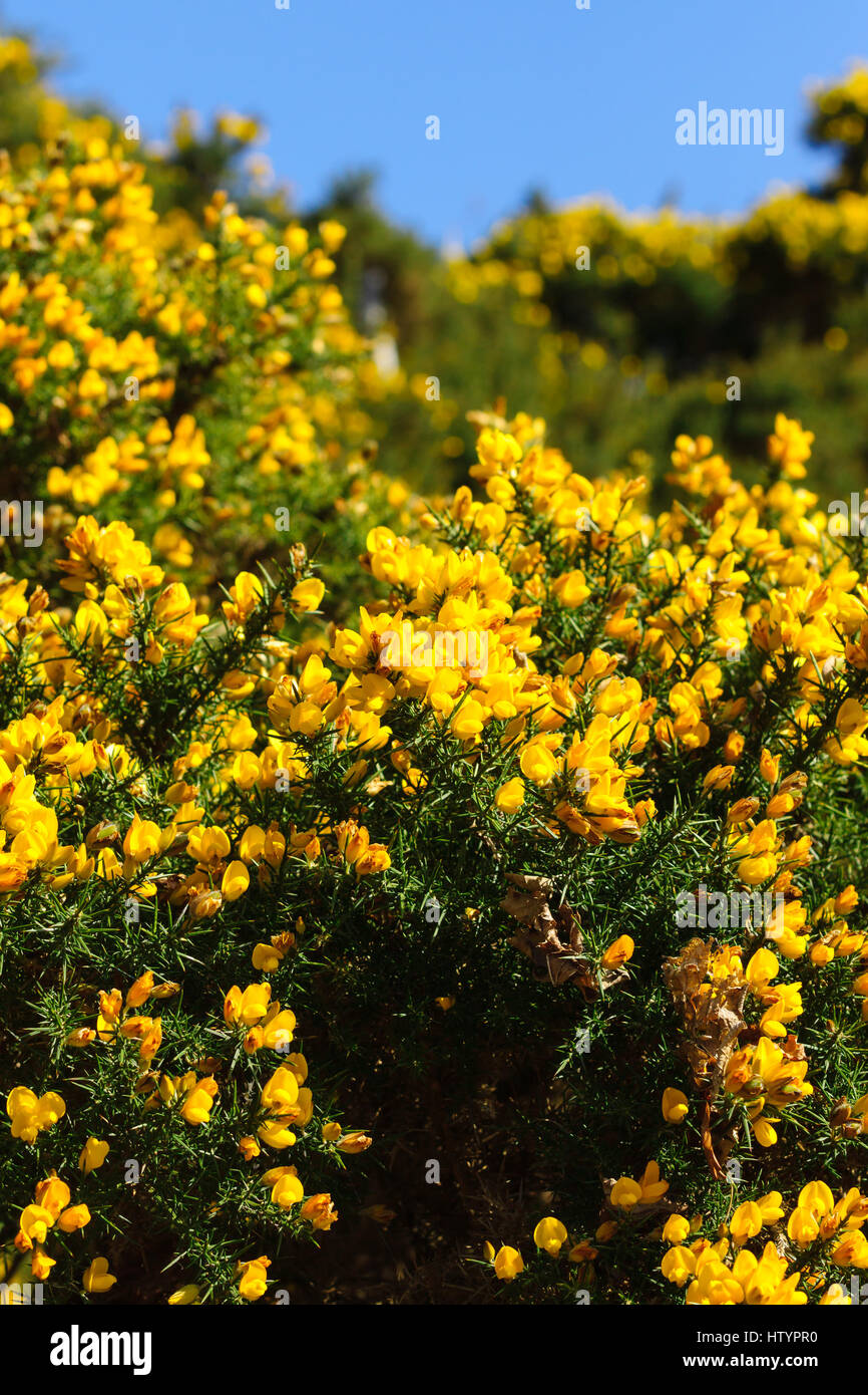 Gemeinsame Stechginster (ulex europaeus) auch als furze oder whin ein dorniges immergrüner Strauch mit leuchtend gelben Blumen, Blüte im Frühjahr bekannt Stockfoto