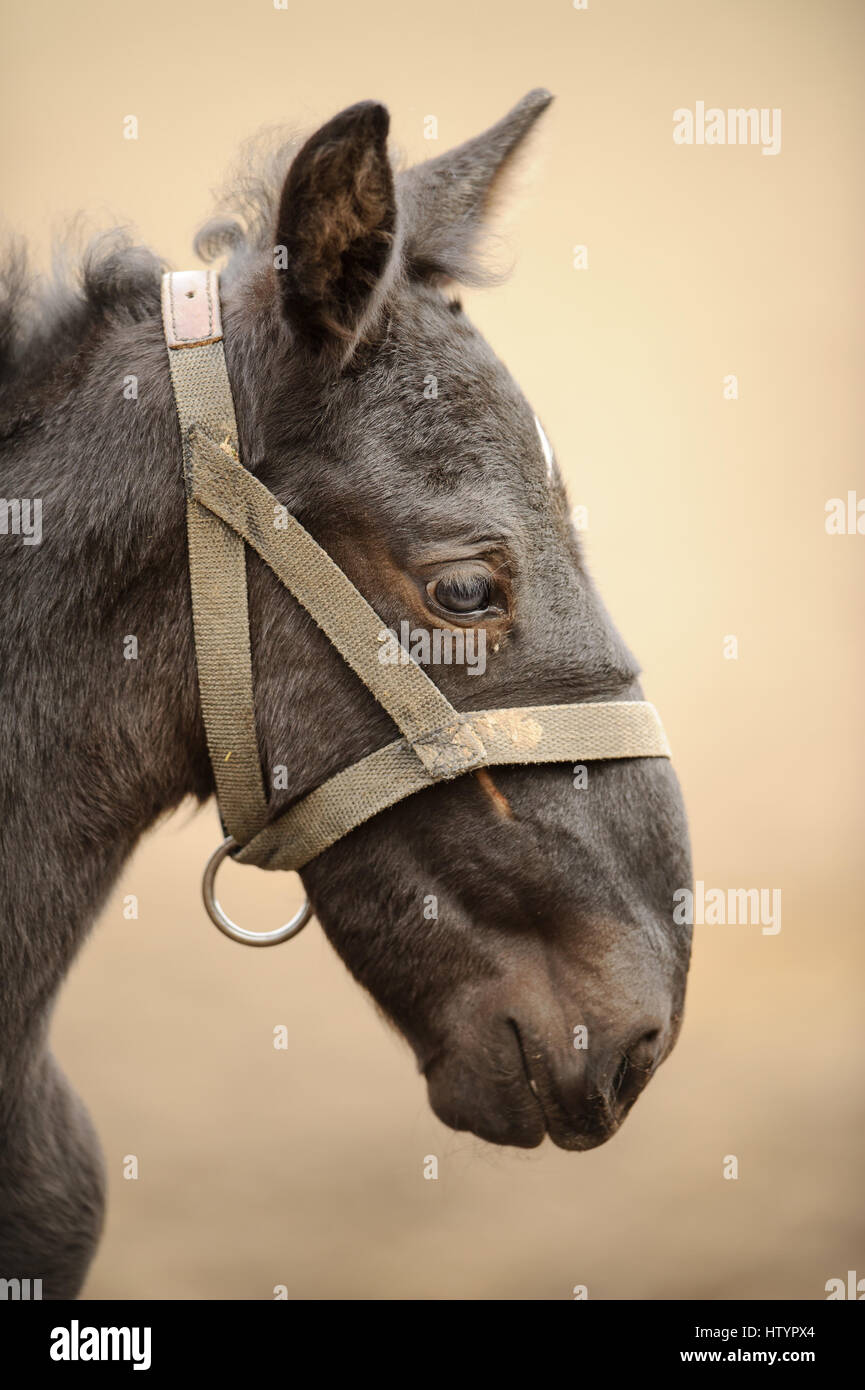 Fohlen-Profil von rechts mit schönen Hintergrund weichzeichnen. Niedlichen Neugeborenen Pferd im sonnigen Tag. Stockfoto