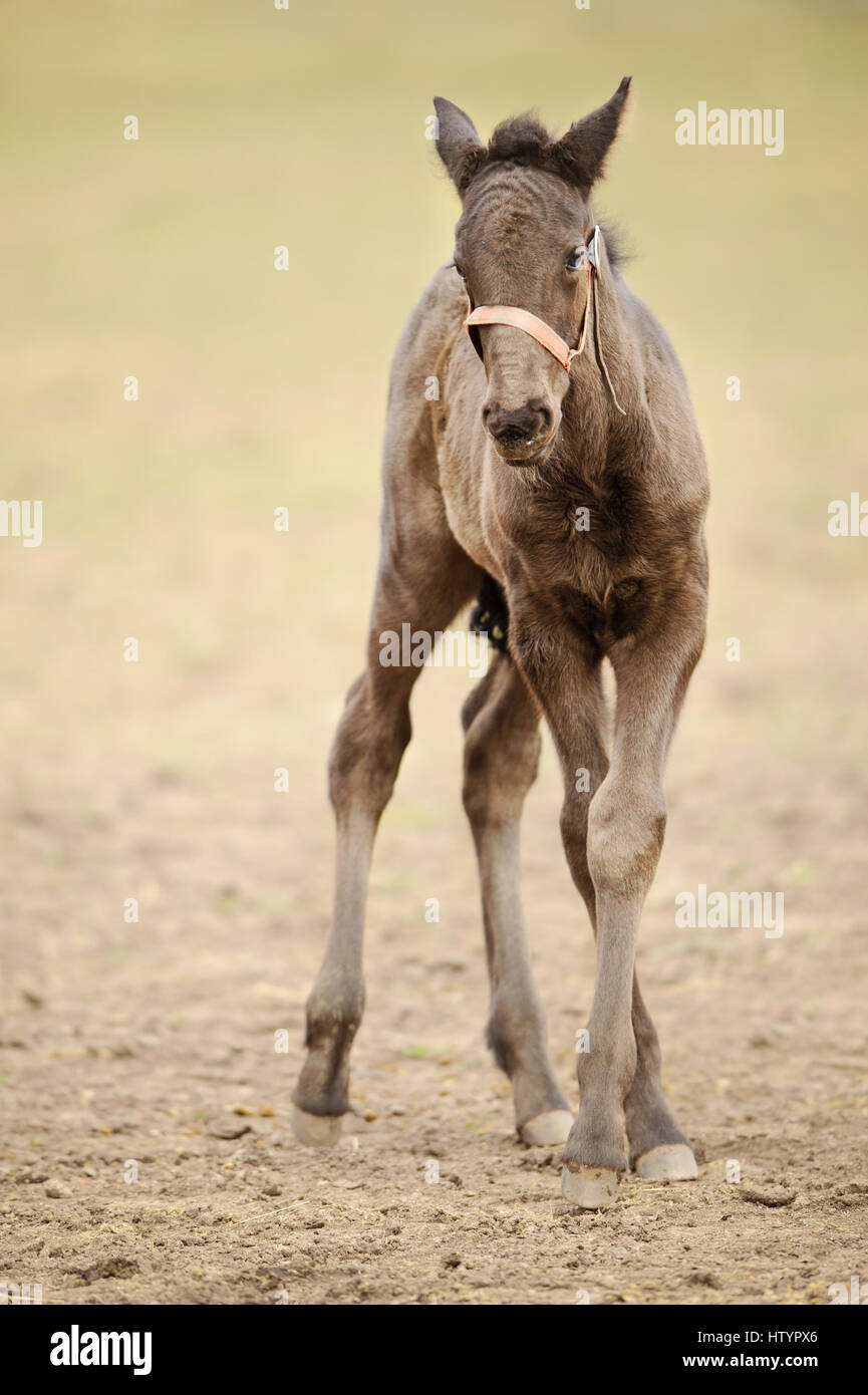 Niedliche braune Neugeborenen Kladruber von Vorderseite auf Grünland. Reinrassigen Fohlen draußen. Stockfoto