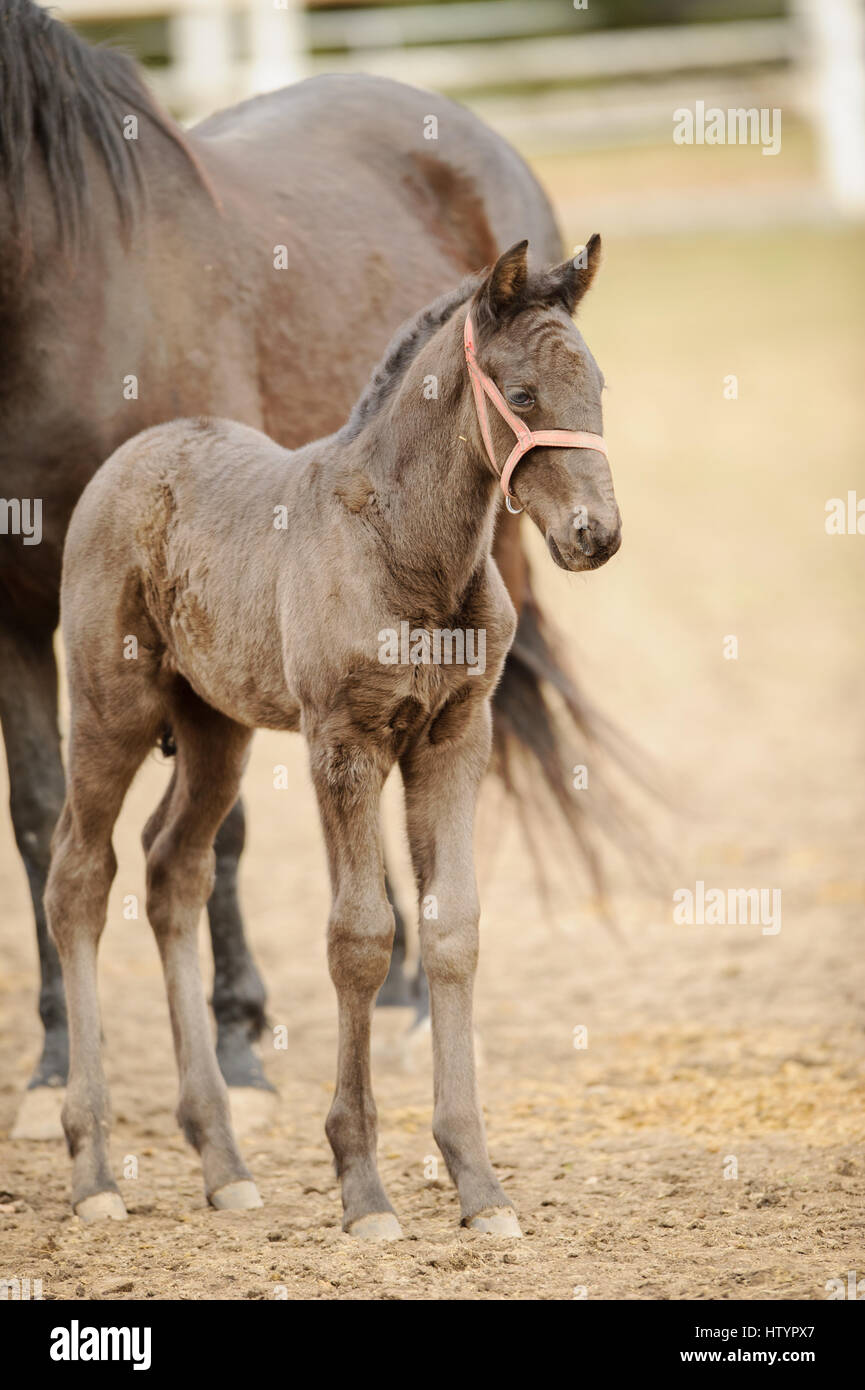 Niedliche kleine Fohlen neben Mutter im Gehege stehen. Kleines Pferd Fohlen stand neben Stutfohlen an sonnigen Tag auf der Weide. Stockfoto