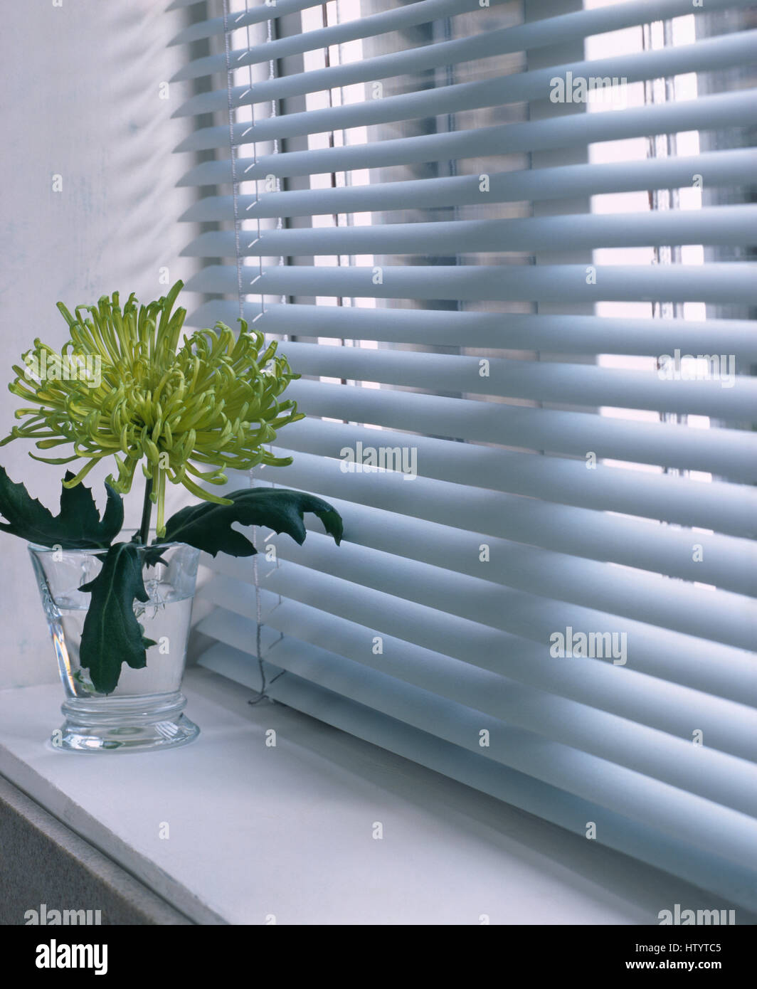 Einzelne lindgrün Chrysantheme in einer Glasvase auf der Fensterbank unter Fenster mit einem weißen Lattenrost blind Stockfoto