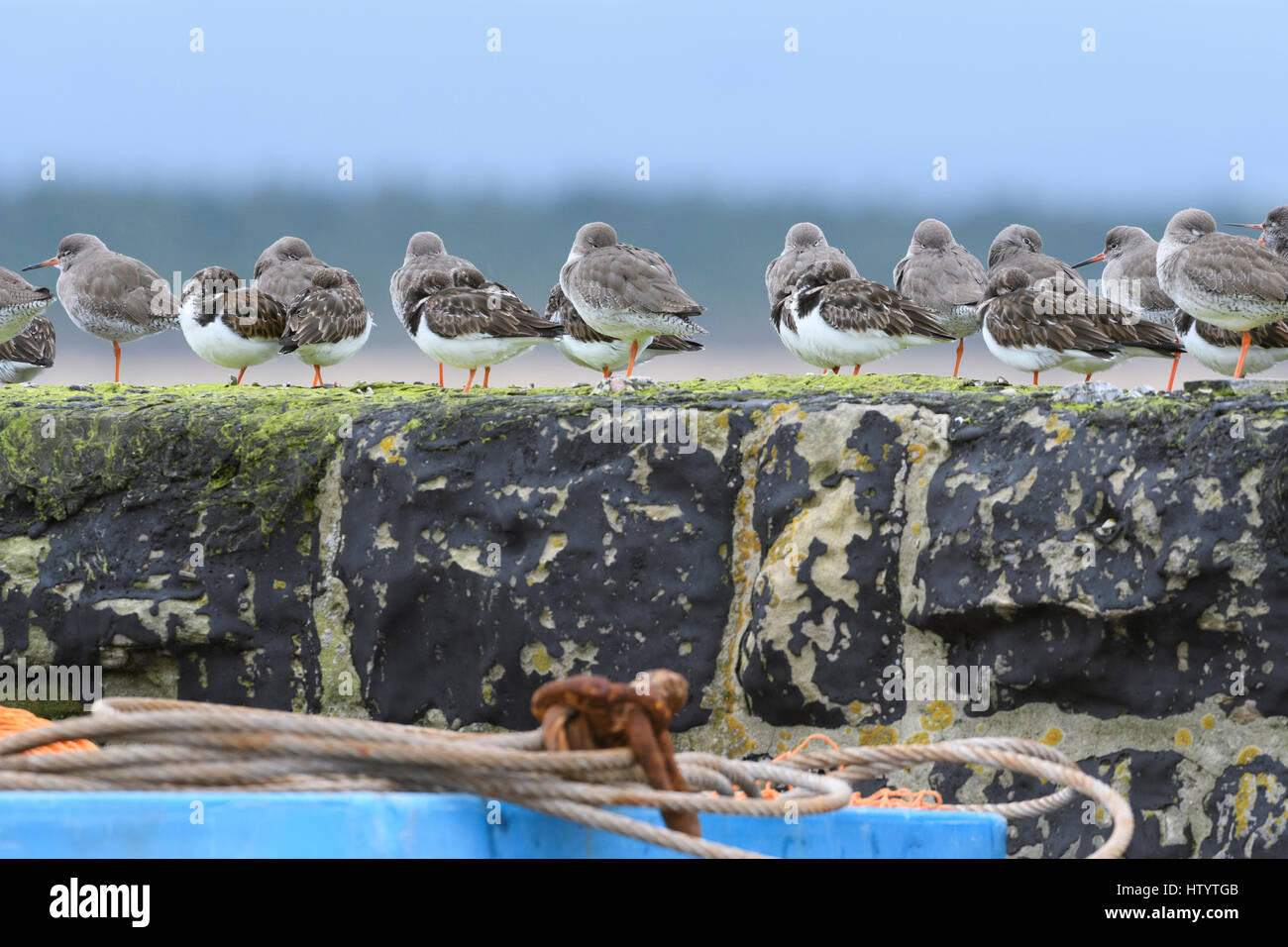 Gemischte Herde von Wader, Steinwälzer (Arenaria Interpres) und Rotschenkel (Tringa Potanus), Schlafplatz Stockfoto