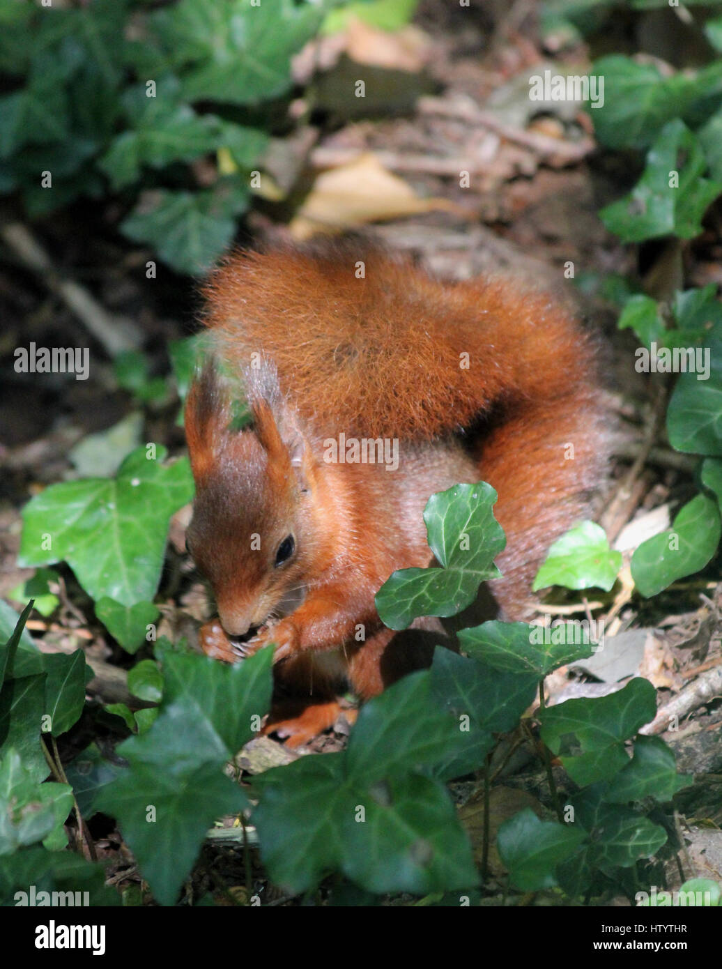 Eichhörnchen (Sciurus Vulgaris) eine Eichel in gefleckten Schatten unter gemeinsamen Efeu (Hedera Helix) auf dem Boden sitzend zu essen Stockfoto
