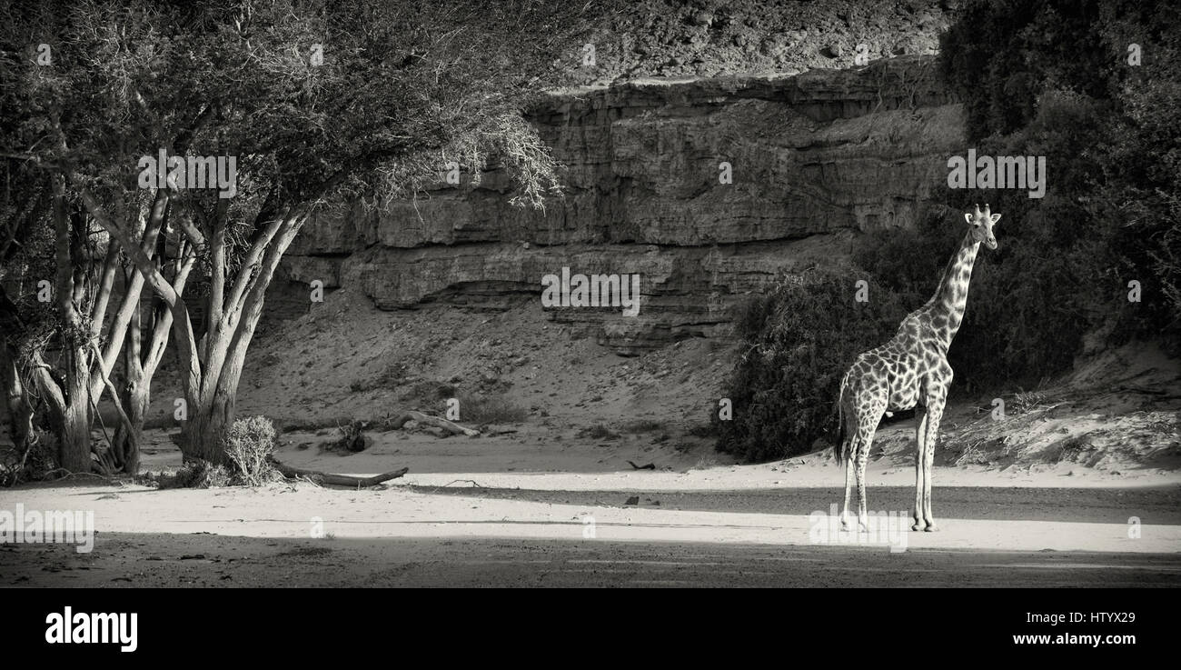 Eine Giraffe stehend in die trockene Hoanib-Flussbett in der Nähe von Wilderness Safaris Skeleton Coast Camp. Stockfoto