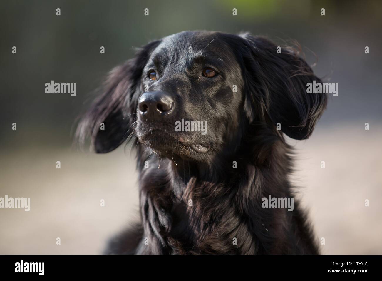 Hovawart-Portrait Stockfoto