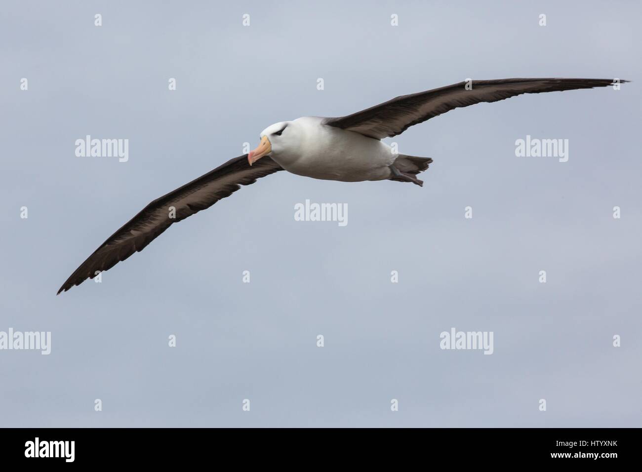 Black-browed albatross Stockfoto