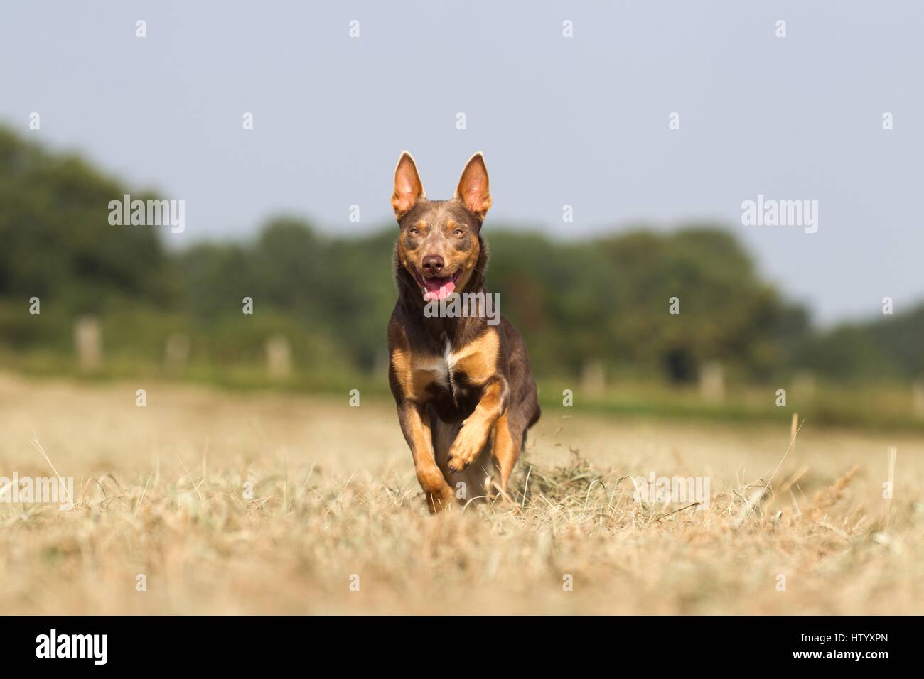laufende Arbeiten Kelpie Stockfoto