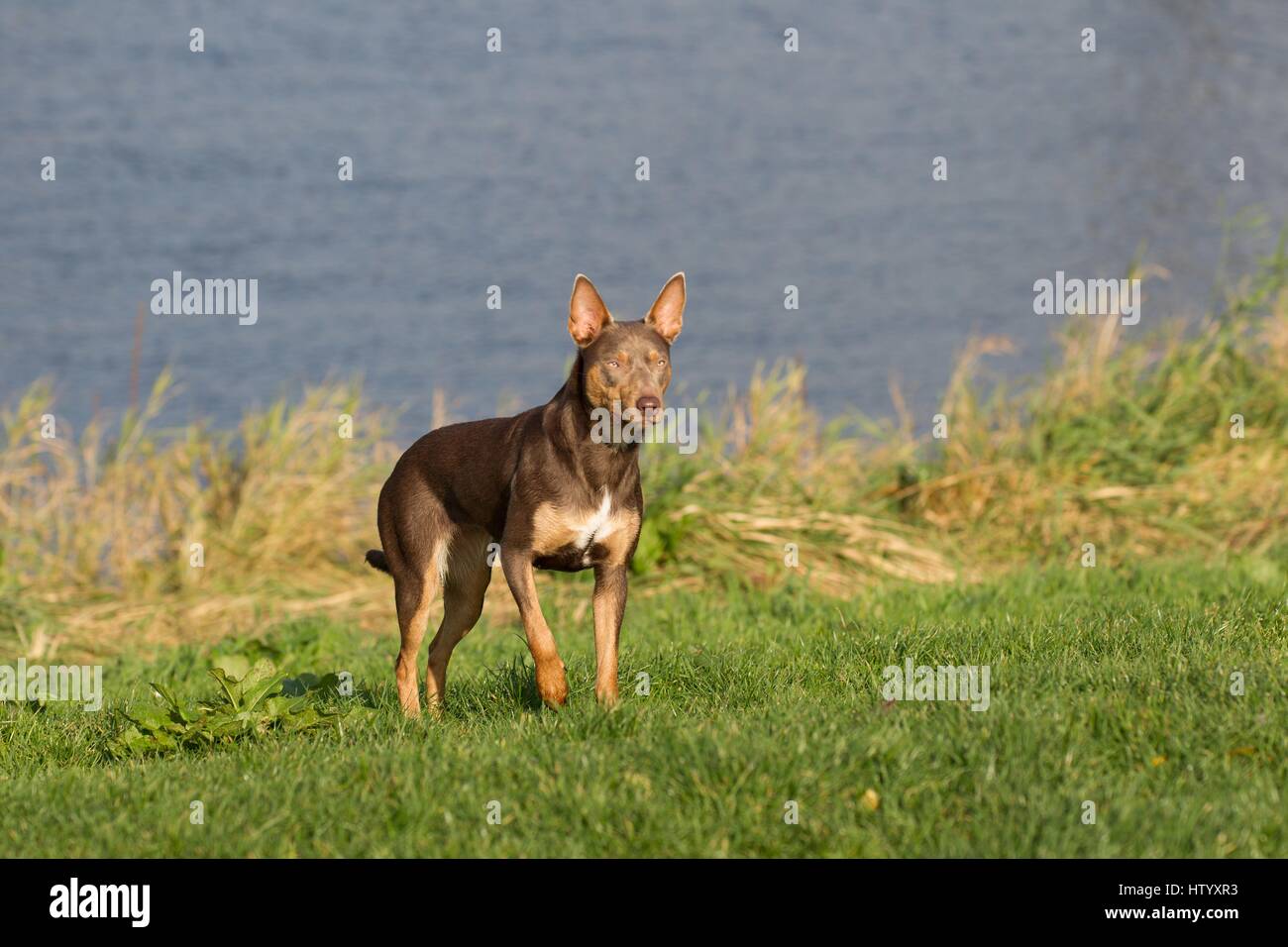 Working Kelpie Stockfoto