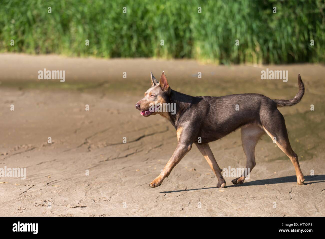 laufende Arbeiten Kelpie Stockfoto