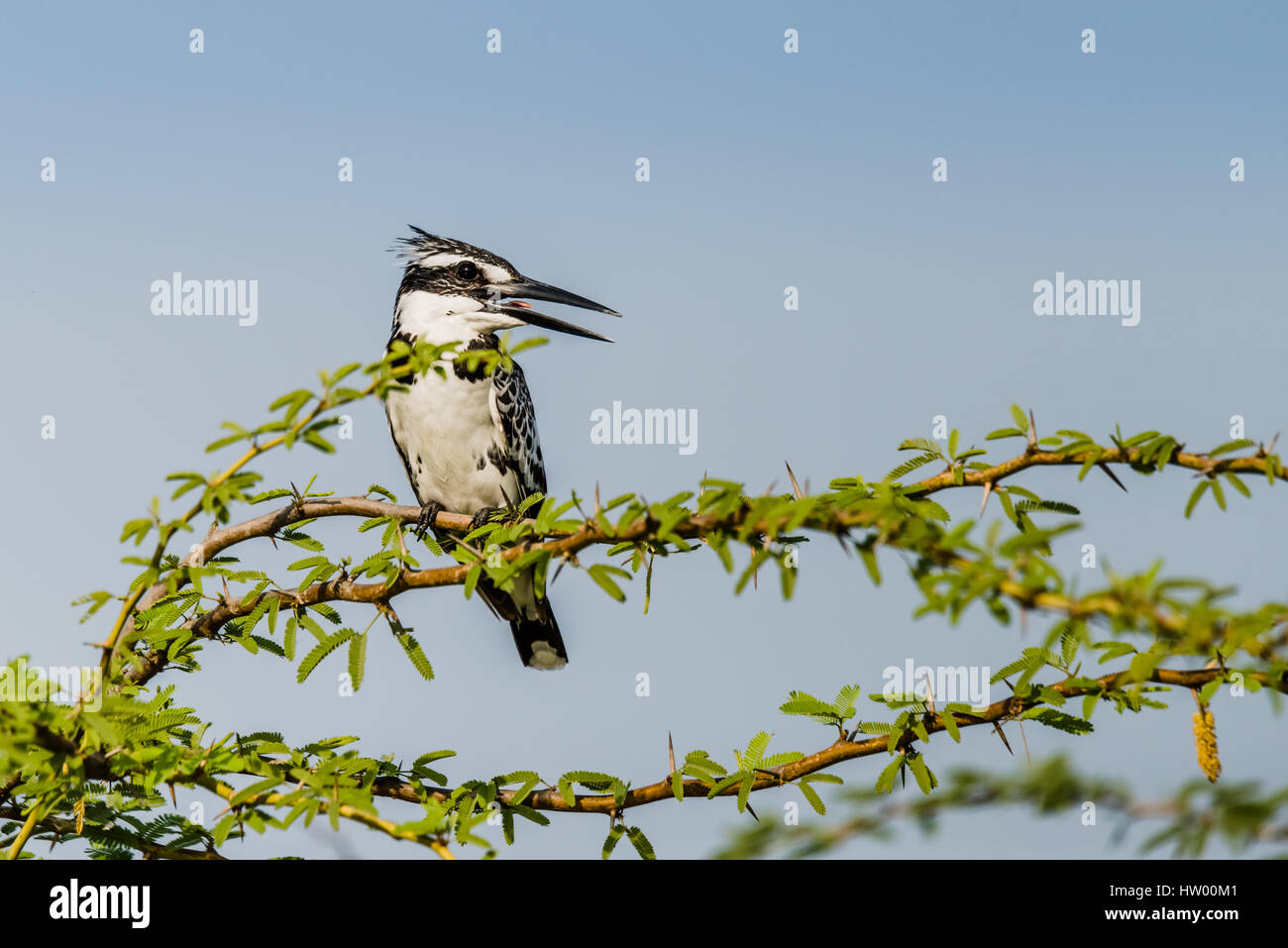 Pied Kingfisher thront auf einem Ast und beobachtet Stockfoto