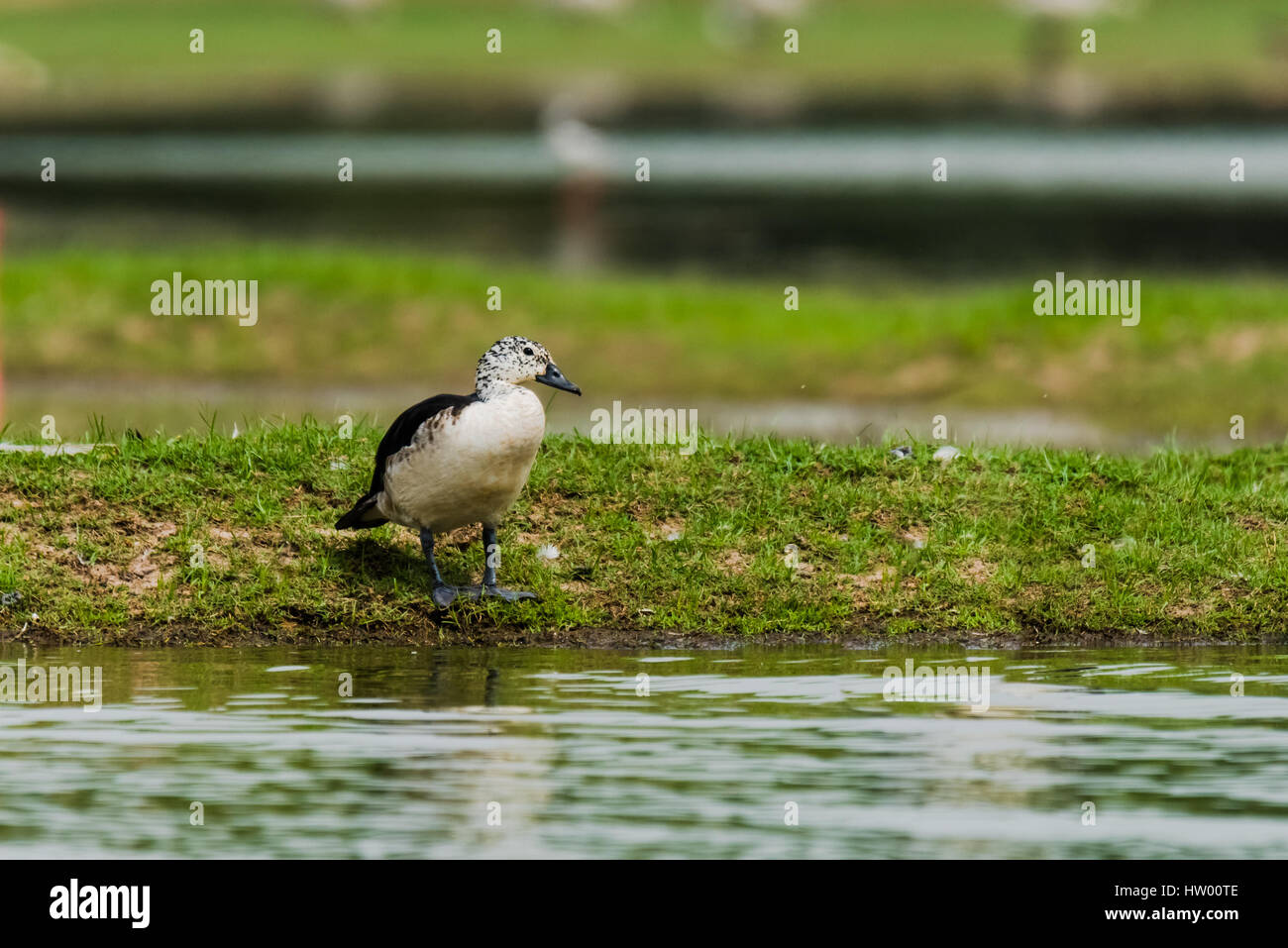 Einzigen Kamm Ente, ein Zugvogel, sitzen am Vogelschutzgebiet Thol Stockfoto